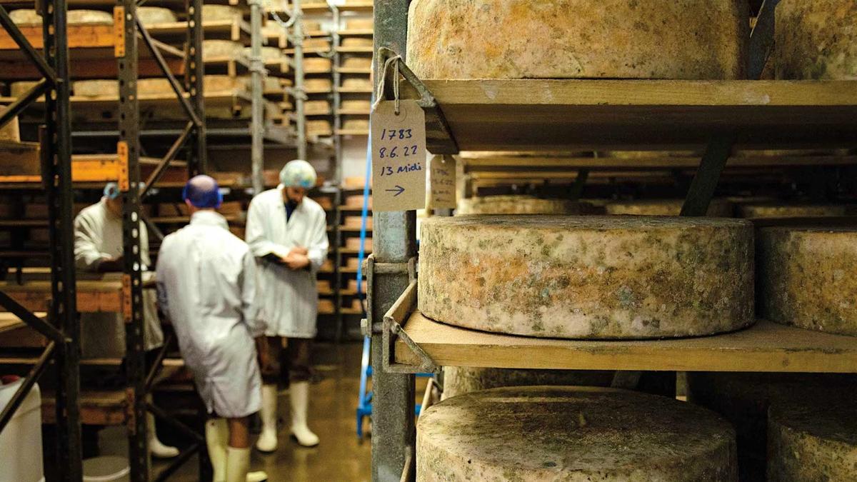 French Cheese Aging Classifications: A Guide to Frais, Affiné, and Très Affiné
