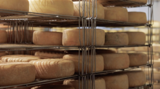 Traditional Grazing and Milk Production