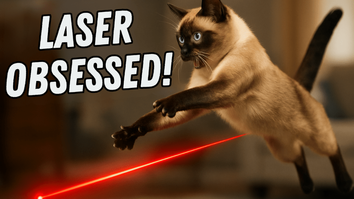 Why Cats Love Chasing Laser Pointers