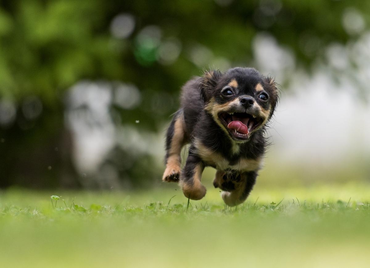 Master Action Photography Tips for Beginners Today