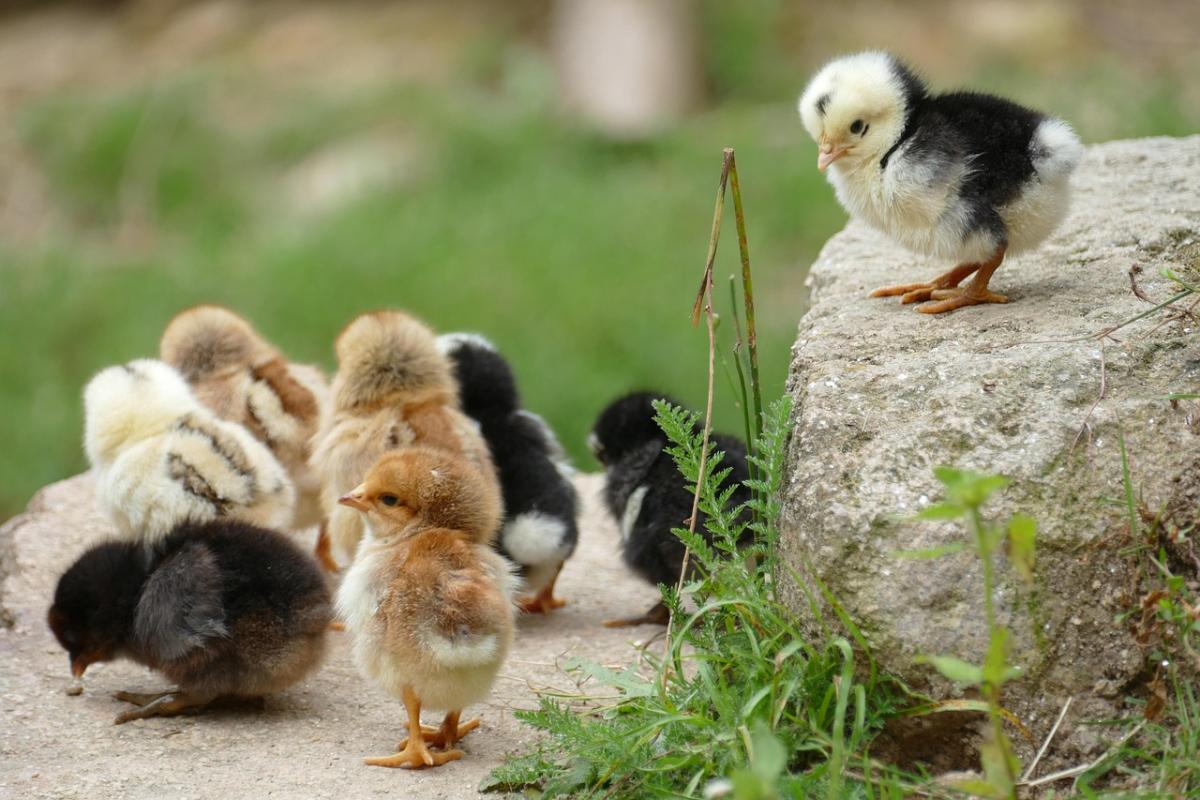 Must-Have Essentials for Raising Chickens
