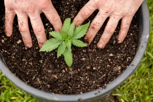 A Simple Guide to Cultivating Cannabis at Home