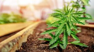 Your Guide to Choosing the Perfect Soil for Your Cannabis Plants