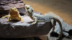 Understanding Your Bearded Dragon's Actions and Habits