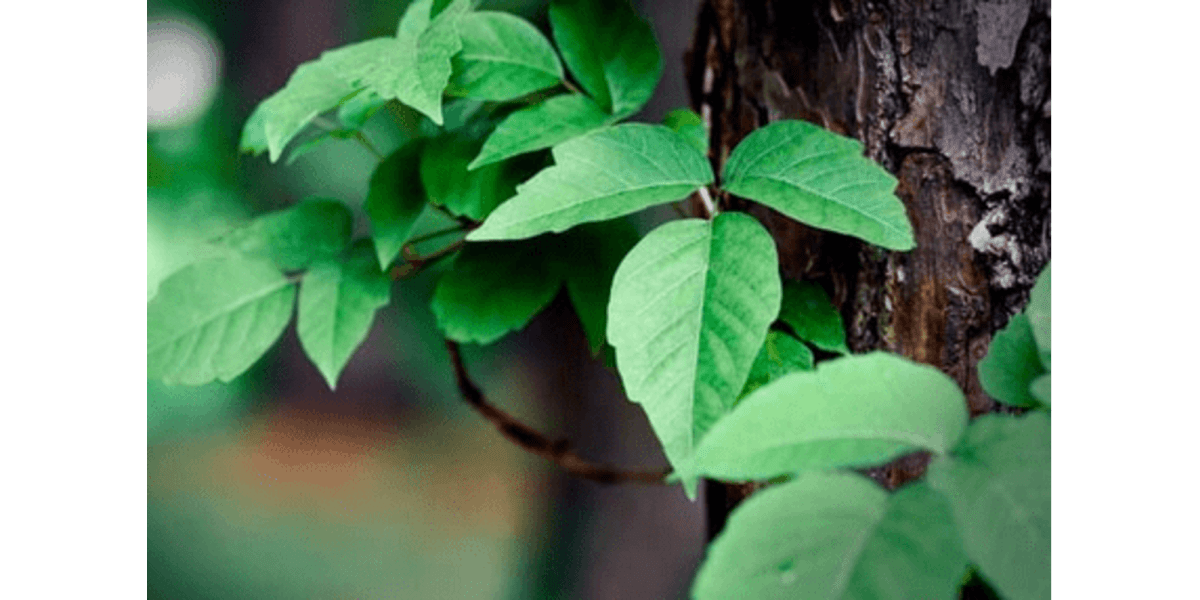 Protect Kids from Poisonous Plants When Camping