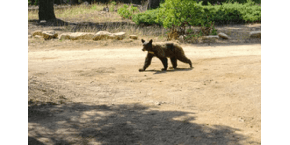 How to Deal with Bears Visiting Your Campsite: Essential Tips for Safety