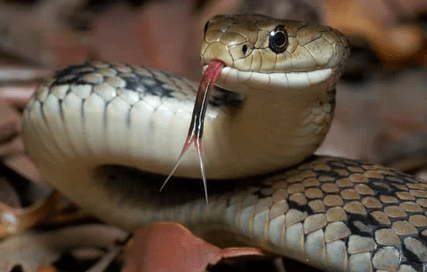 Stay Safe and Enjoy Nature with These Helpful Snake Safety Tips