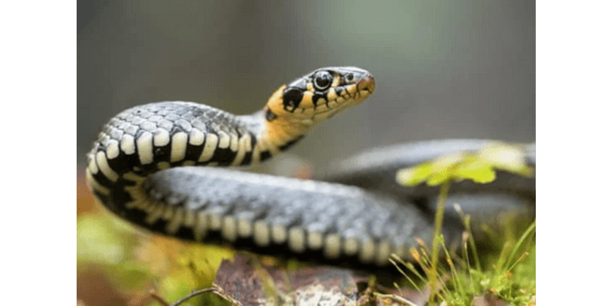 Dealing with Snakes When Camping: Essential Tips for Safety