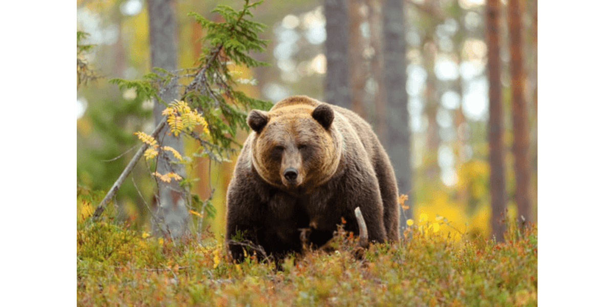 Wildlife safety: Storing Food Securely While Camping 