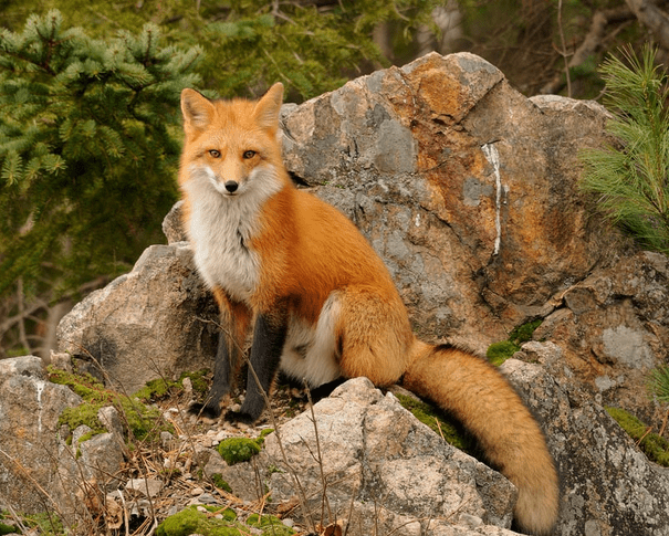 fox
