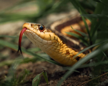 snake