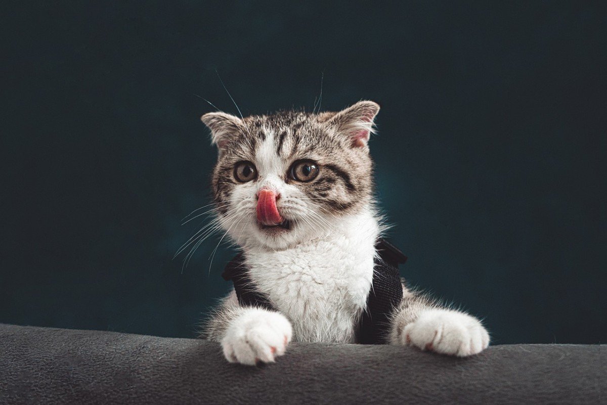 Why Raw Cat Food is Great for Pets