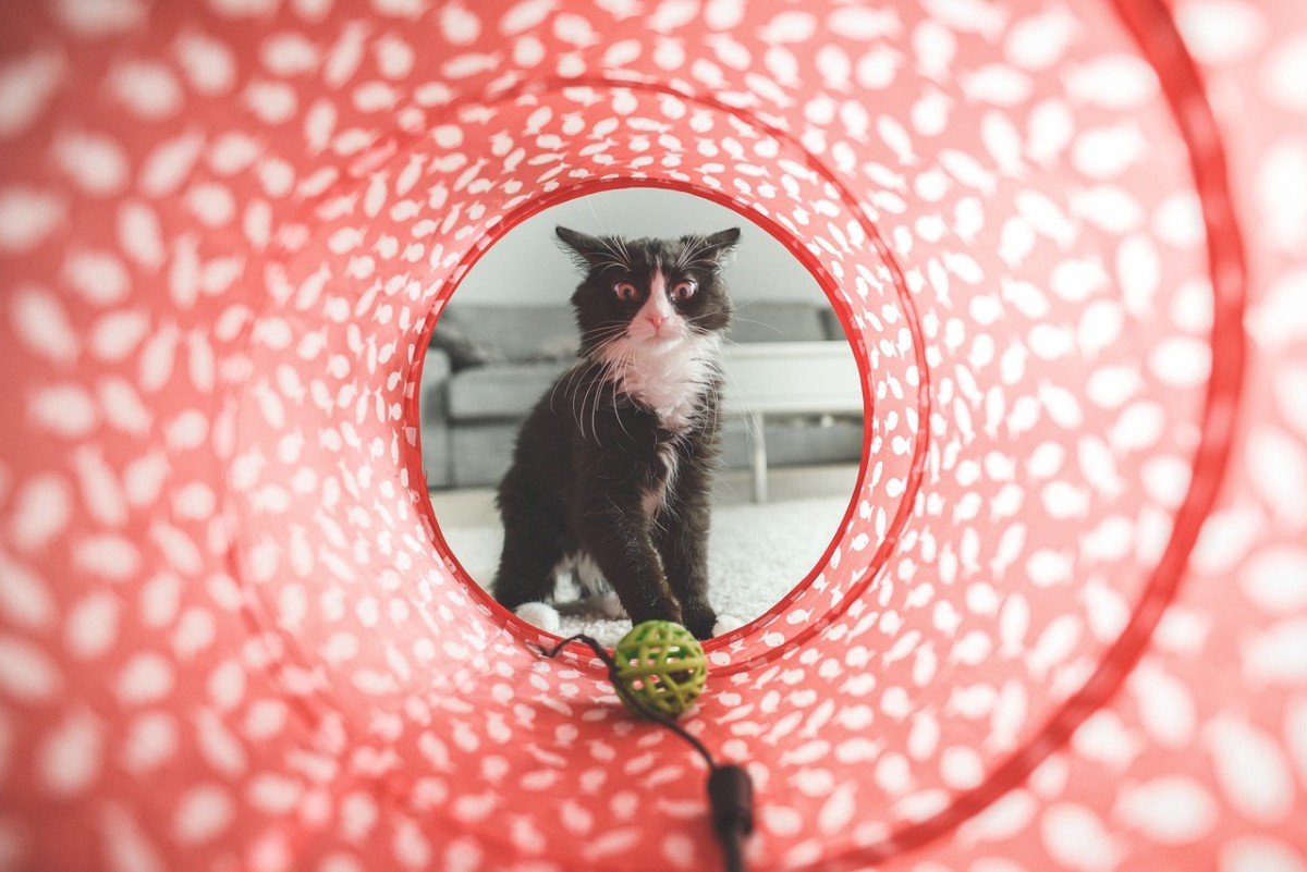 Must-Have Essentials for Every Cat Owner