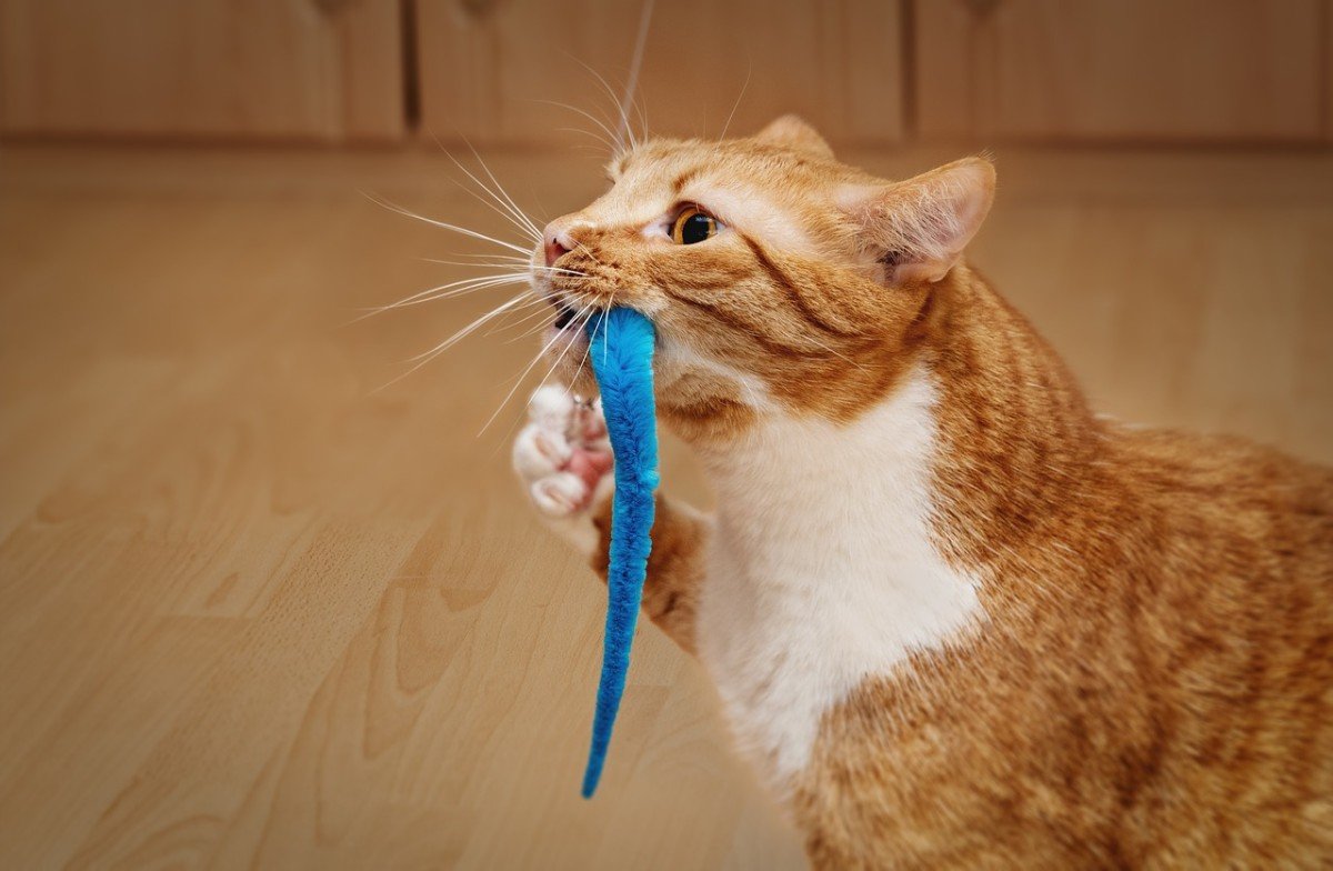 Fun Cat Toys for Kittens and Older Cats