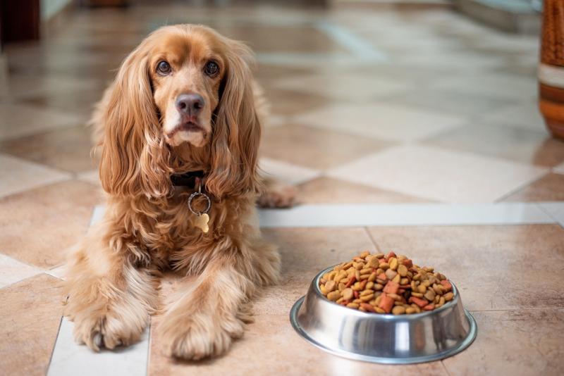 A Comprehensive Guide to Selecting the Right Nutrition for Your Dog