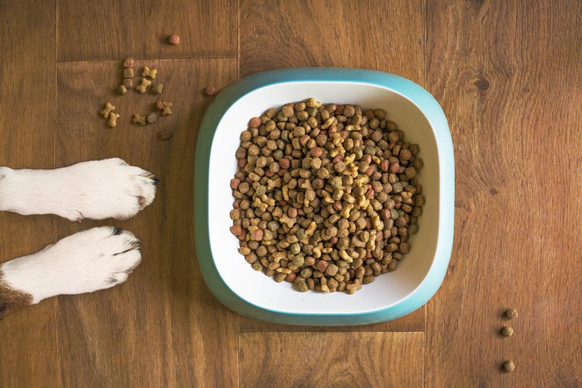 How to Choose the Best Dog Food for Your Furry Friend