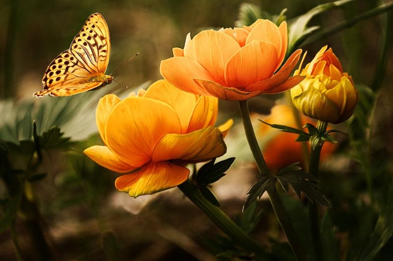 Discover Simple Steps to Create Joy and Meaning Every Day