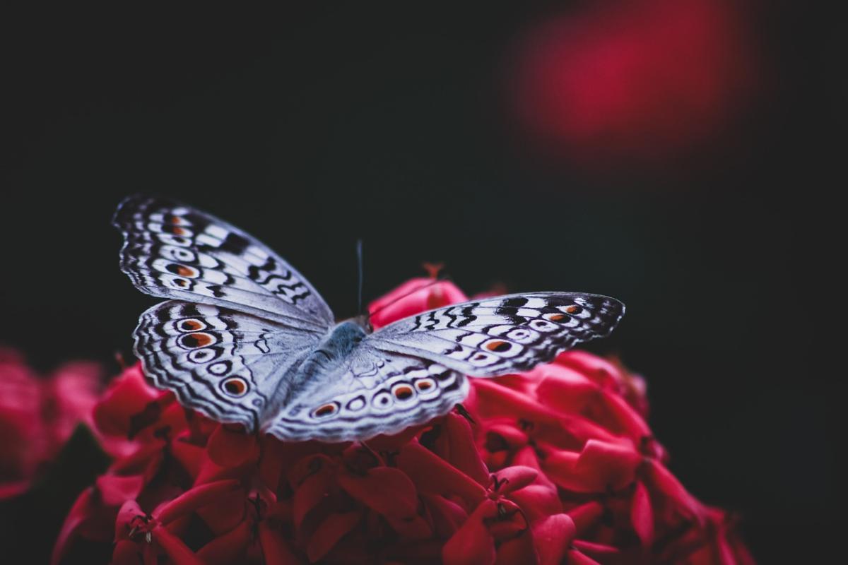 I Am Thriving: How to Cultivate a Life of Purpose and Fulfillment