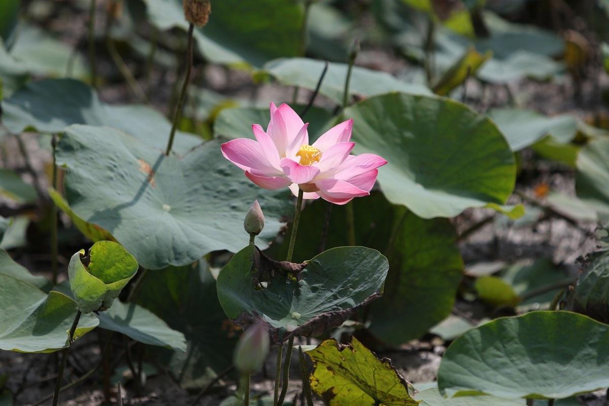 Cultivate Your Forest of Success: A Guide to Personal Growth