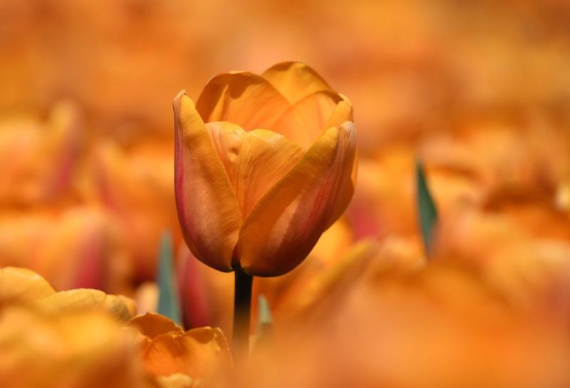 Embracing Simple Moments for Lasting Happiness
