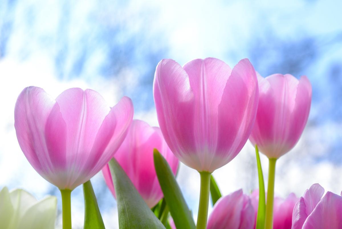 Finding Joy in the Small Things: A Guide to a Happier Life