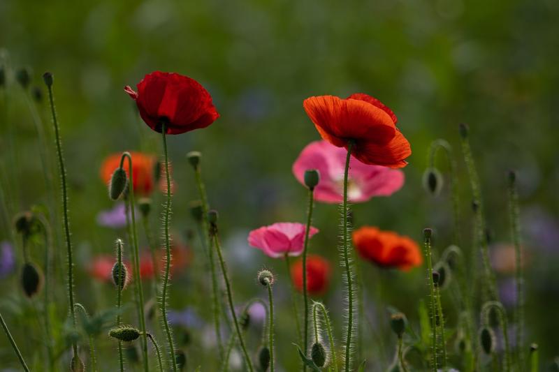 Finding joy in kindness and living with an open heart