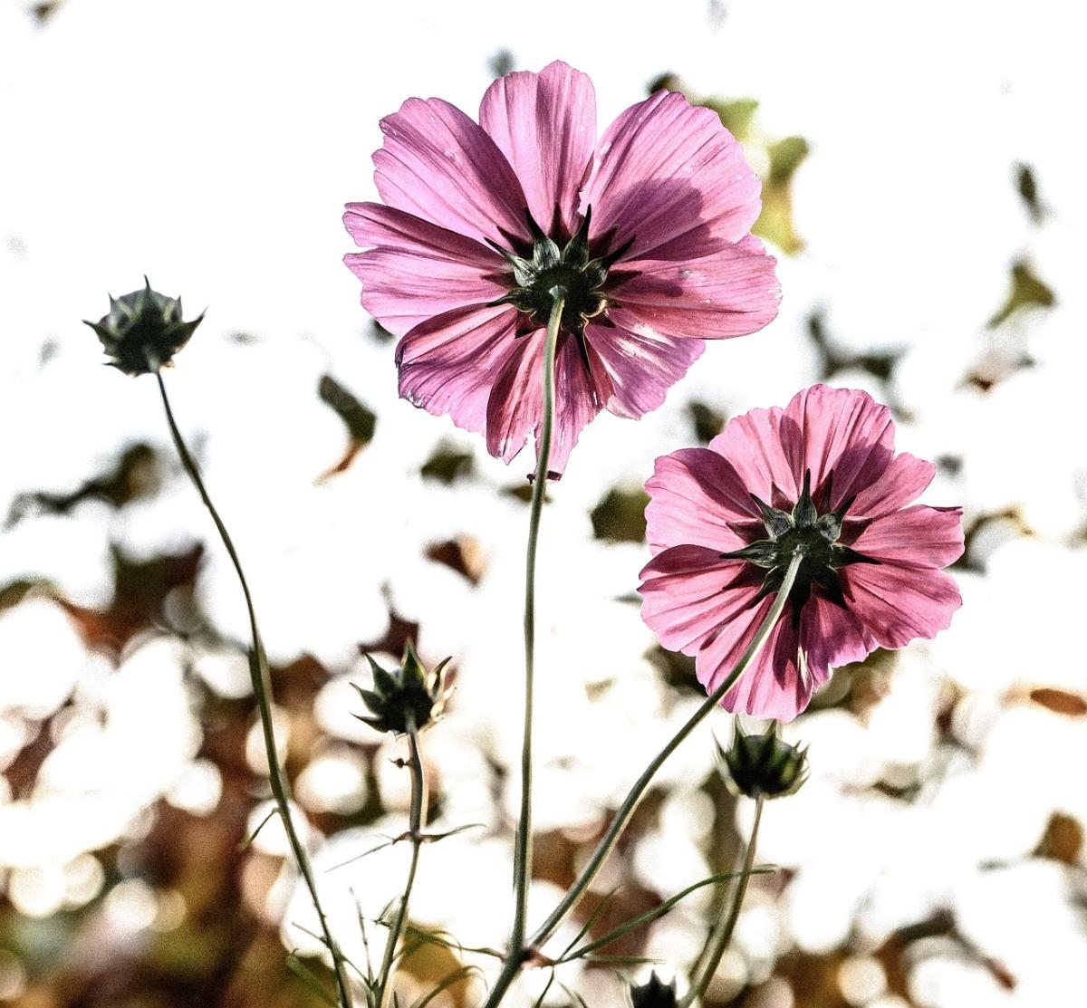 Unleash Your Inner Grace: How to Cultivate Gratitude and Enhance Your Life