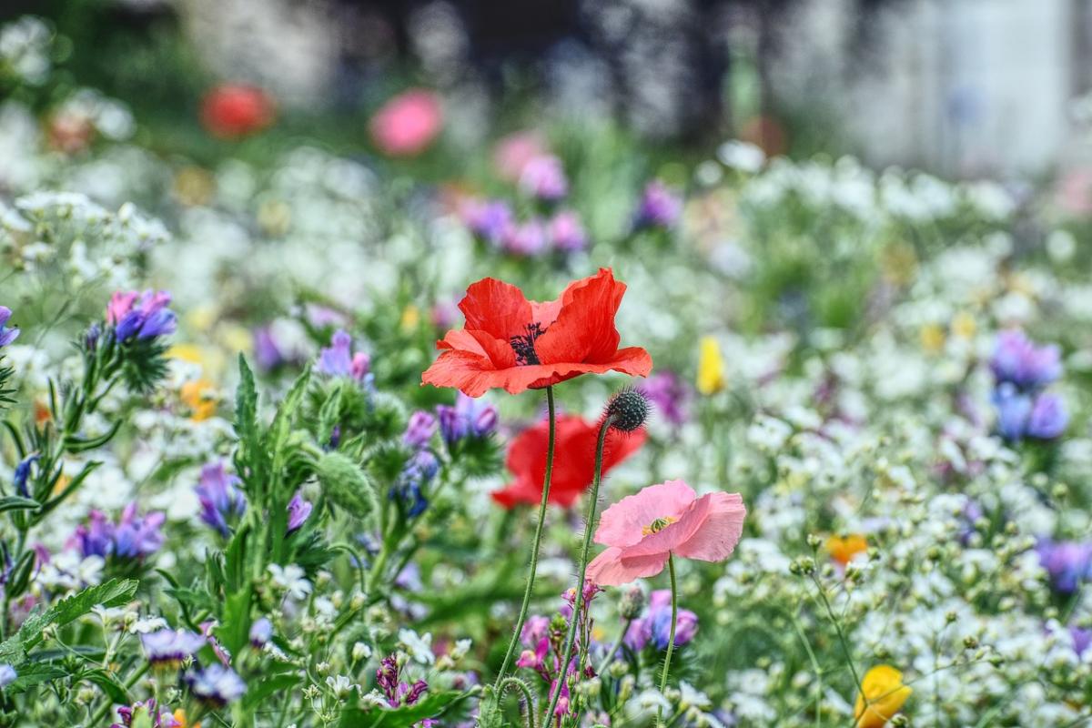 I Look After My Health: Prioritizing Wellness in Your Daily Life