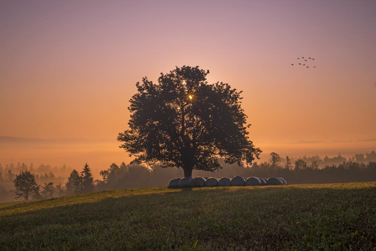 I cherish the Earth.