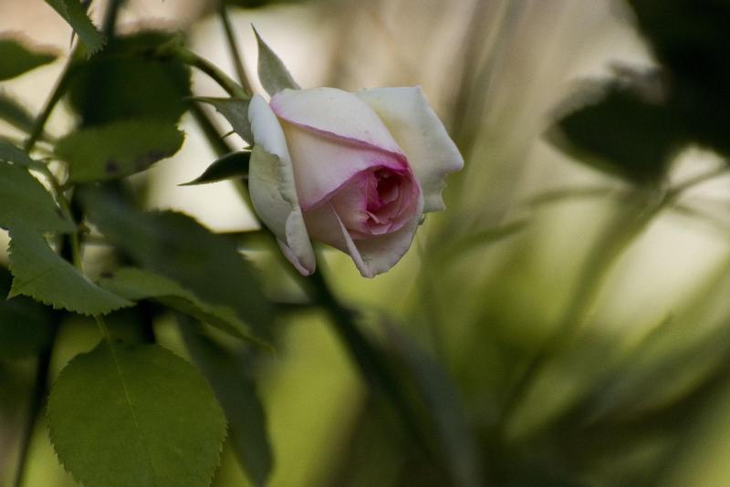 Discover simple ways to embrace positivity in your everyday life
