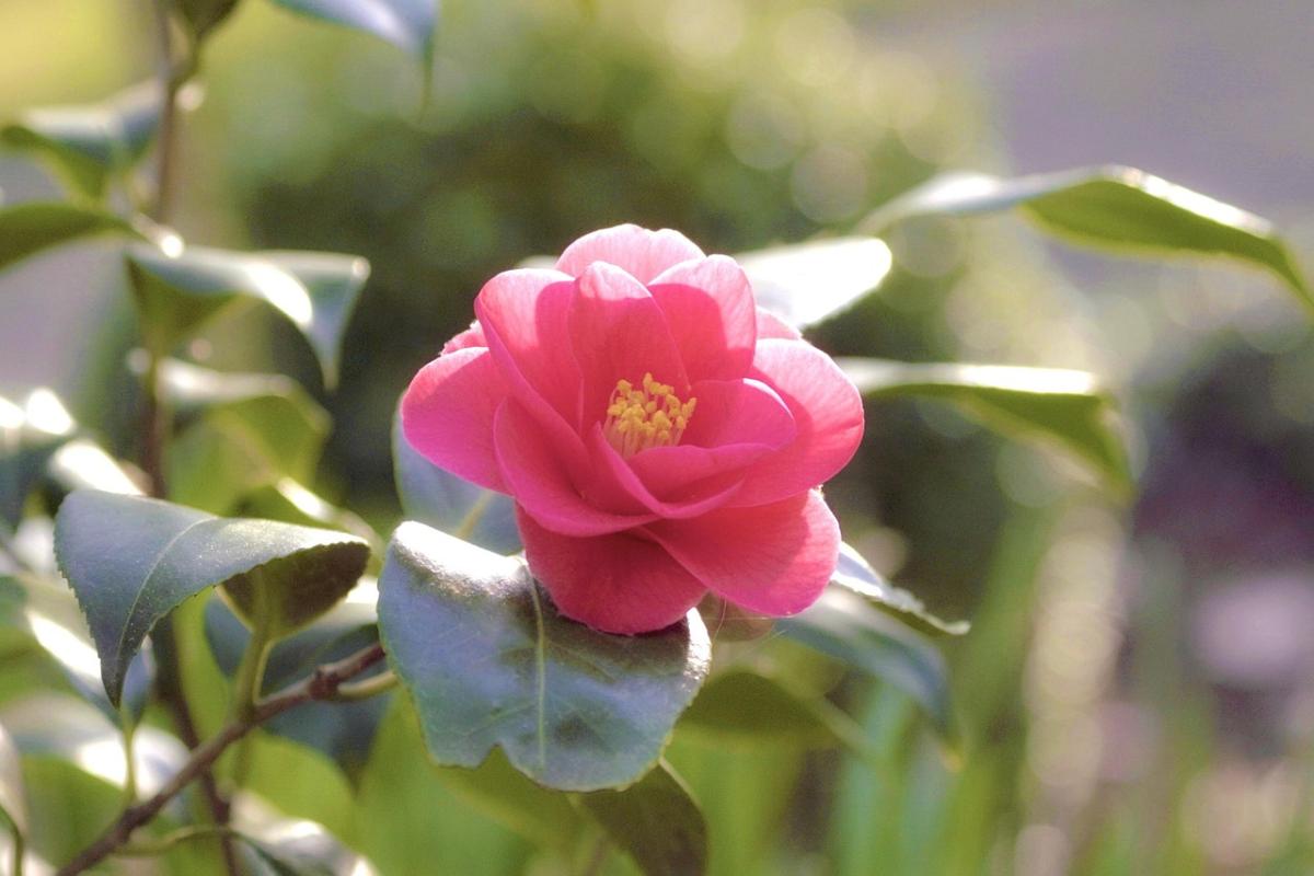 I Am of Service to the Elderly: Finding Joy and Purpose in Giving Back