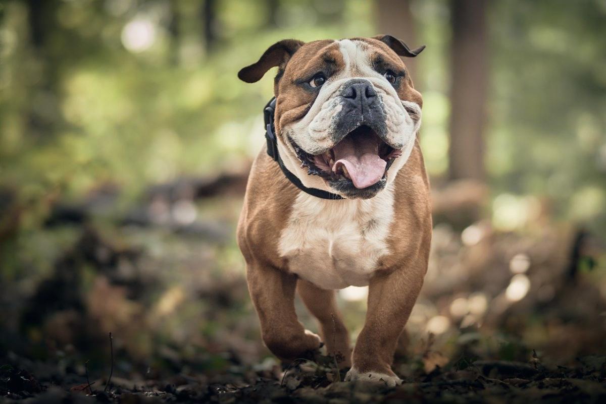 10 Simple Ways to Improve Your Dog's Health