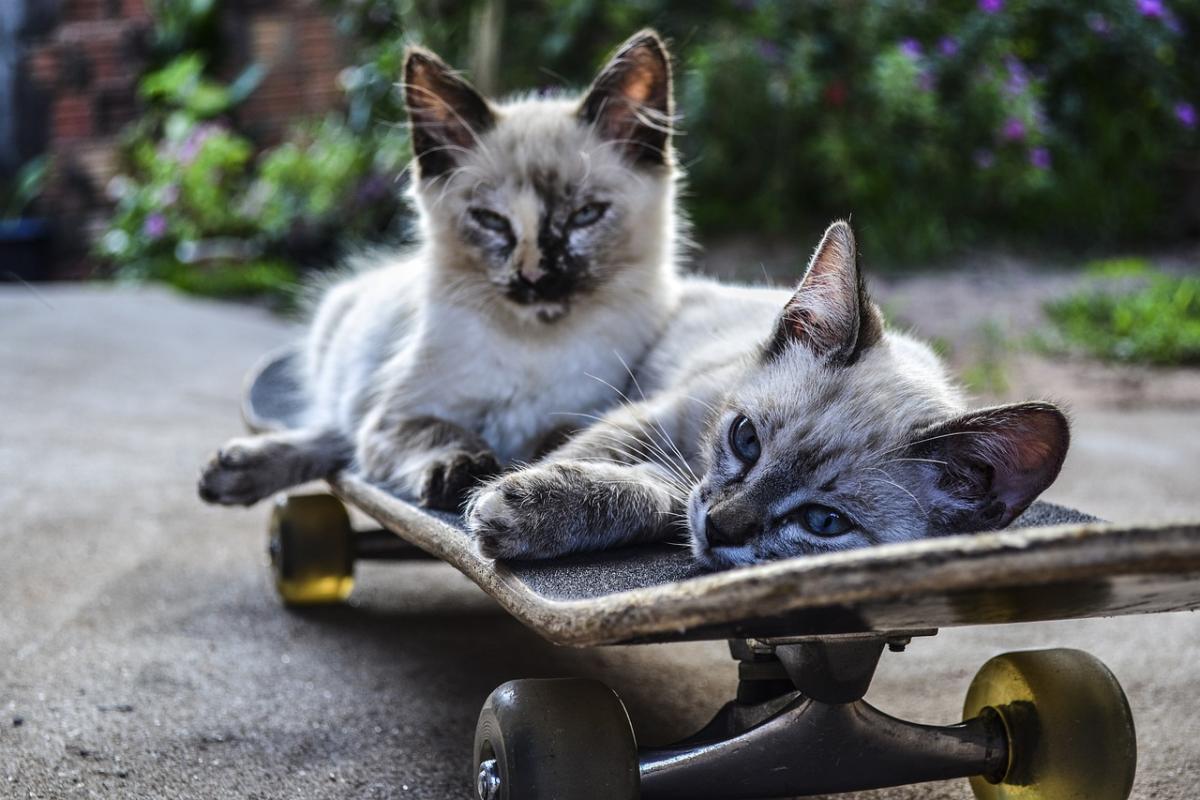 Top 10 Electric Skateboards of 2025 Reviews