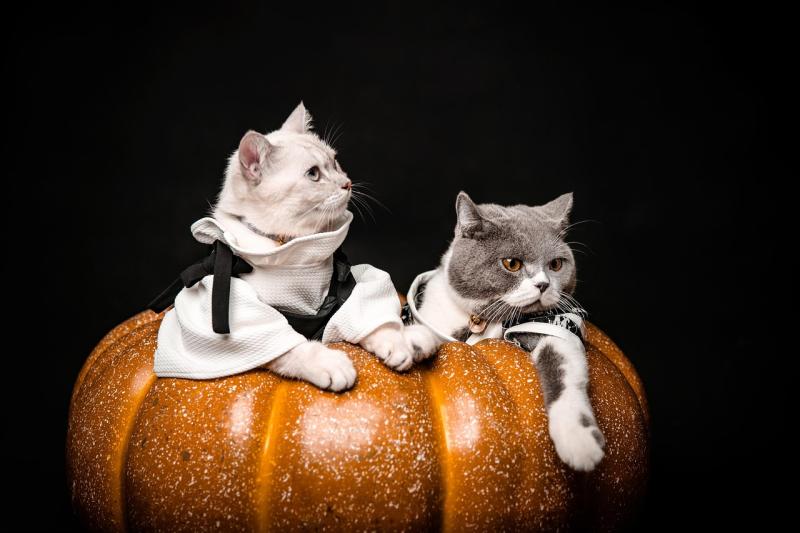 Fun Ideas for Dressing Up Your Furry Friends on Halloween