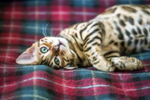 Exploring the peculiar characteristics of Bengal cats in a comprehensive and enlightening manner