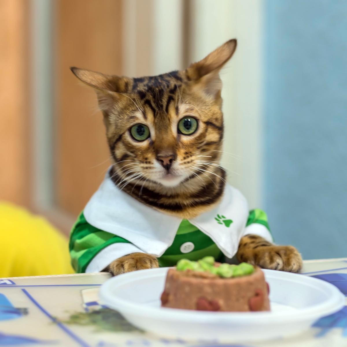 Bengal Cat Nutrition 101: Feeding Your Feline Friend for Optimal Health