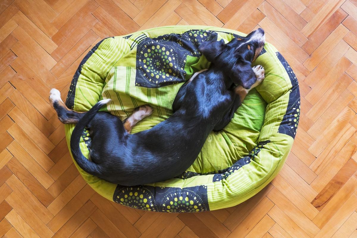 How to Choose the Perfect Dog Bed for Your Furry Friend