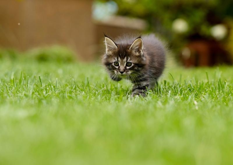 Must-Have Tools for a Lush, Healthy Lawn