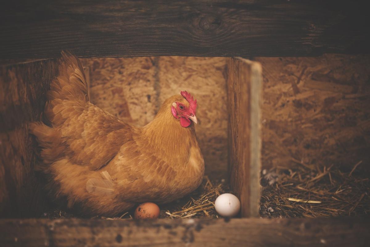 When Do Chickens Start Laying Eggs?