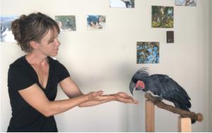 Exploring the history and social impact of owning parrots as household companions