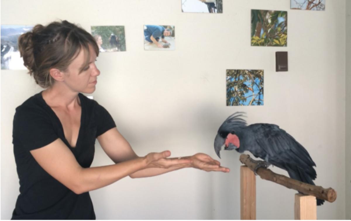 The Domestication of Parrots as Pets