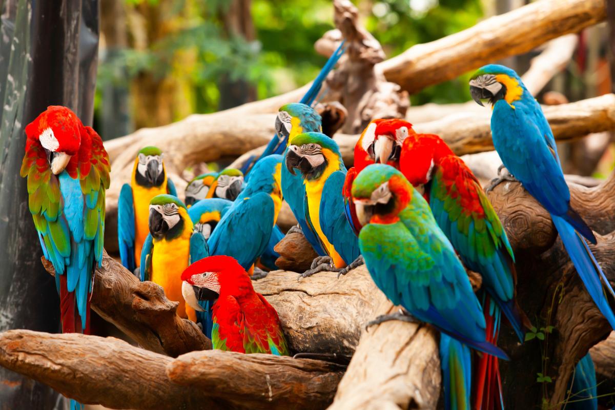 Must-Have Tips for Parrot Parents