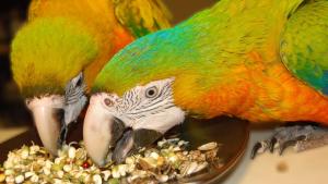 How to Choose the Best Nutrition for Your Feathered Friend: A Guide to Selecting Optimal Food for Parrots