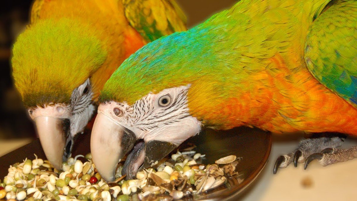 Top food picks for happy parrots