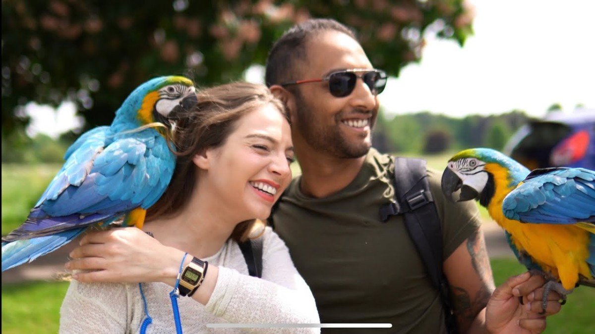 Mastering Parrot Training Techniques