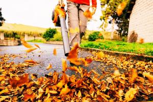 Top picks for every yard and budget.