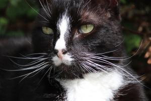 Transforming Video Conferencing Quality