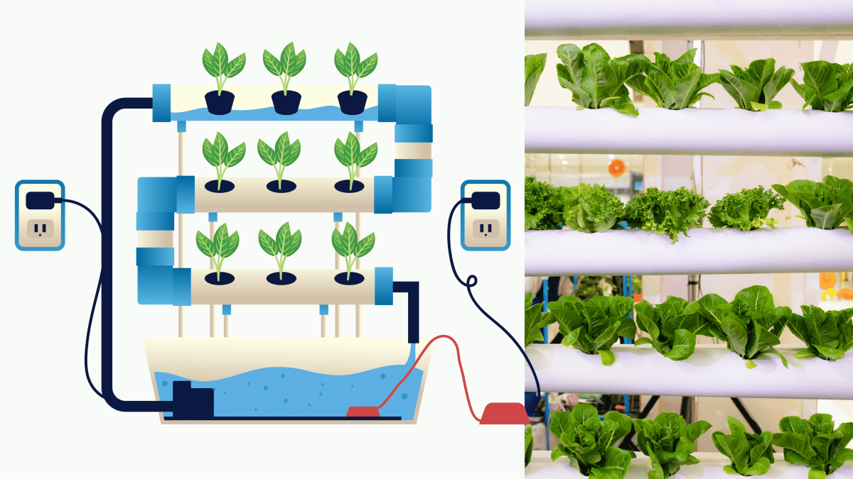 Hydroponics Made Easy for Beginners