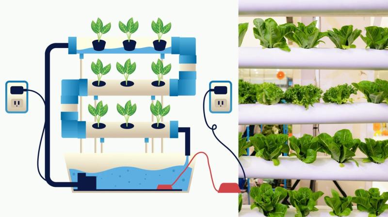 Simple Steps to Grow Fresh Plants at Home