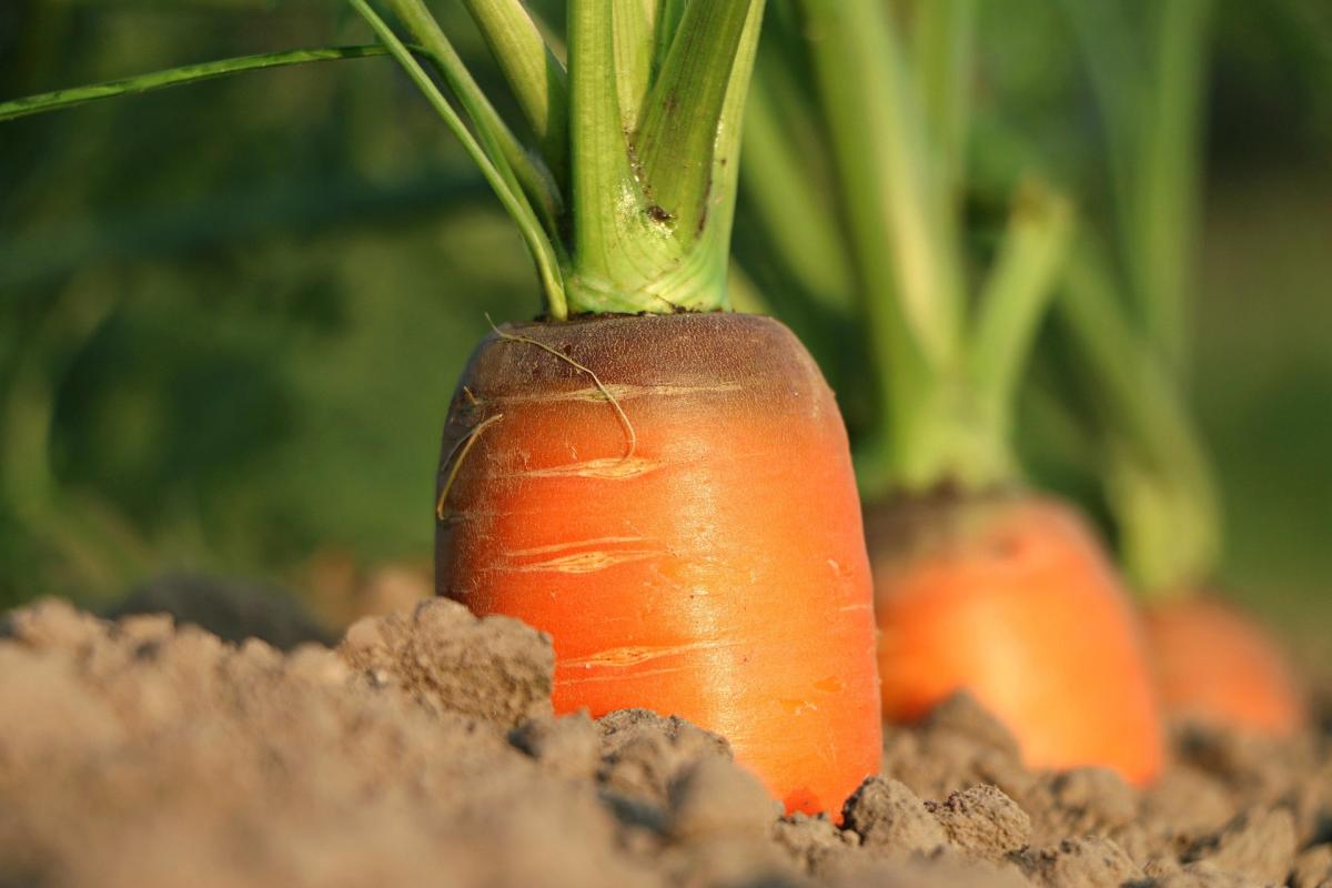 Tips for including more fibre in your diet